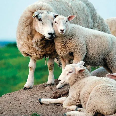 Gorgeous In With Sauna * Dagebüll